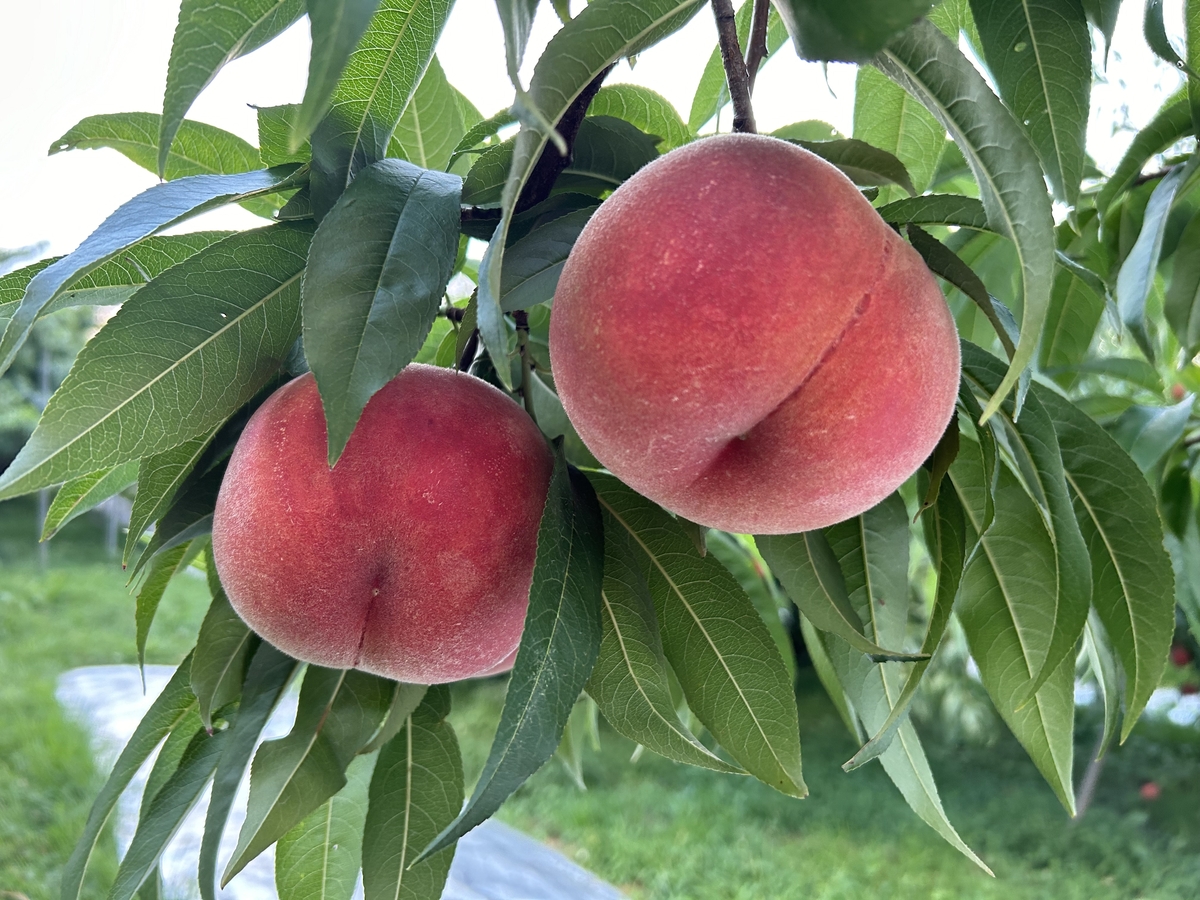 WM-1 ご自宅用もも 約3kg | 王将果樹園
